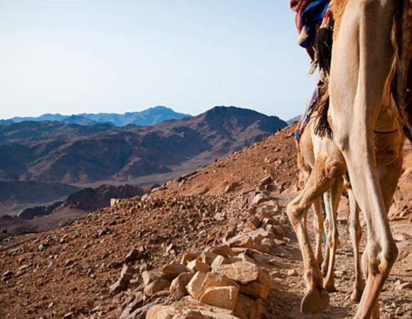 Sinai Desert and Culture Explorer
